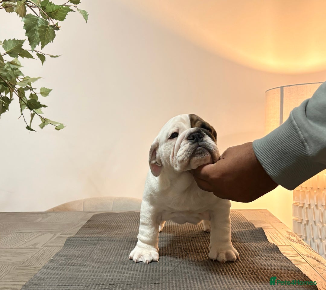 English Bulldog dogs for sale: Kc registered beautiful female  - Advert 2