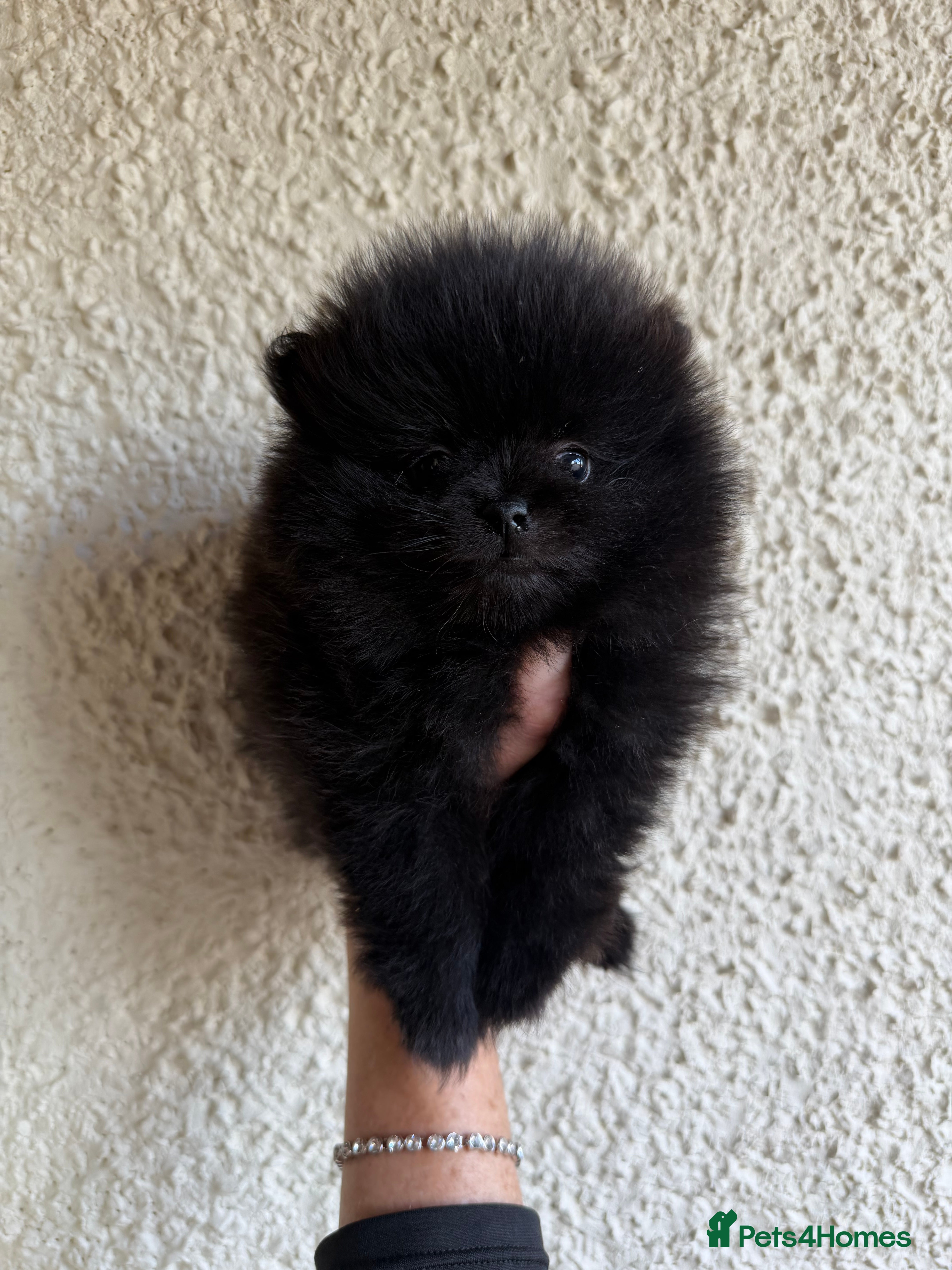 Pomeranian dogs 🖤🖤QUALITY BLACK BABY BOY BEARS 🖤🖤 - Advert 9