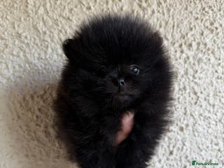 Pomeranian dogs 🖤🖤QUALITY BLACK BABY BOY BEARS 🖤🖤 - Advert 9
