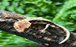 Gecko reptiles for sale: Baby Lilly White Crested Geckos - Image 1