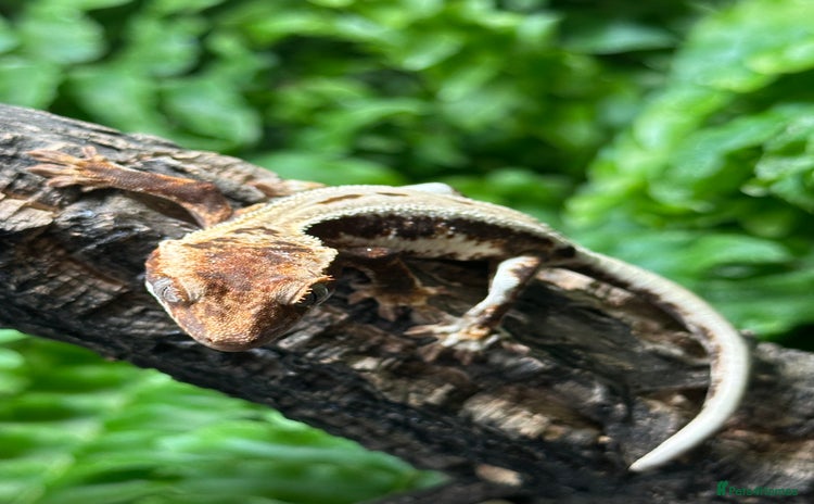 Gecko reptiles - Advert 1