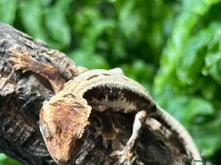 Gecko reptiles Baby Lilly White Crested Geckos - Advert 21