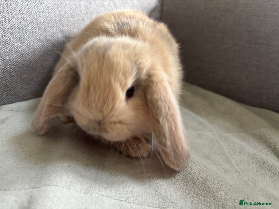 Mini Lop rabbits for sale: Mini Lops - Image 5