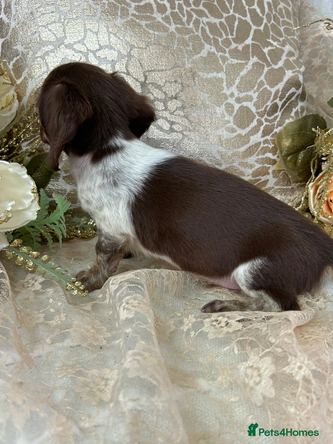 Miniature Dachshund dogs for sale: KC Miniature Dachshund Puppies - Advert 13