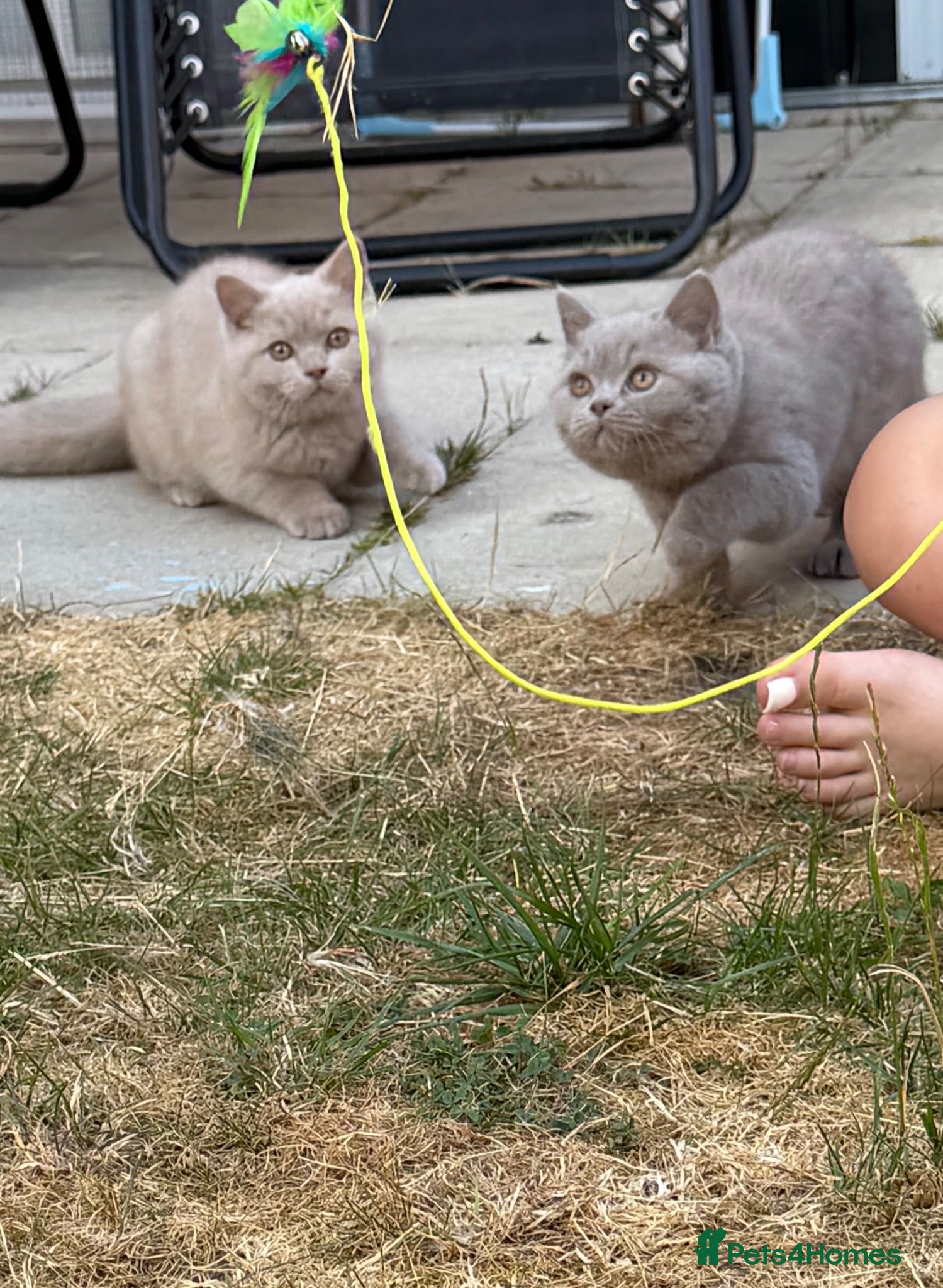 British Shorthair cats 2 gorgeous boys tica reg can be active  - Advert 1