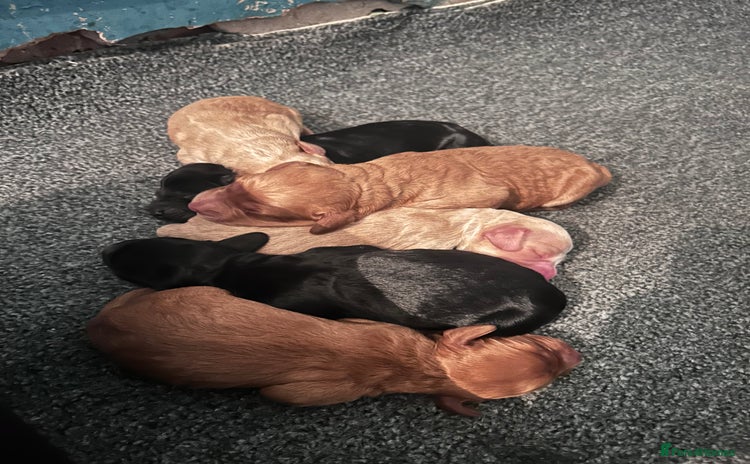 Cockapoo dogs - Advert 5