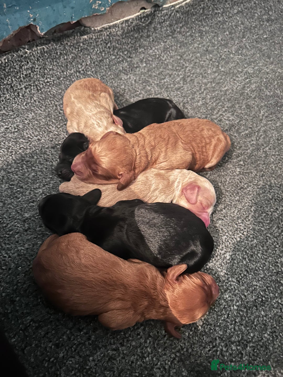 Cockapoo dogs for sale: Stunnning cockerpoos  - Image 1