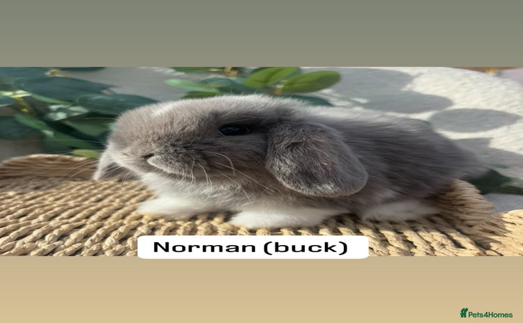 Mini Lop rabbits - Advert 12
