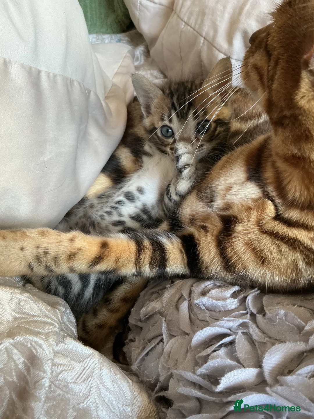 Bengal cats for sale: Exotic Bengal kittens TICA pedigree top quality  - Advert 2
