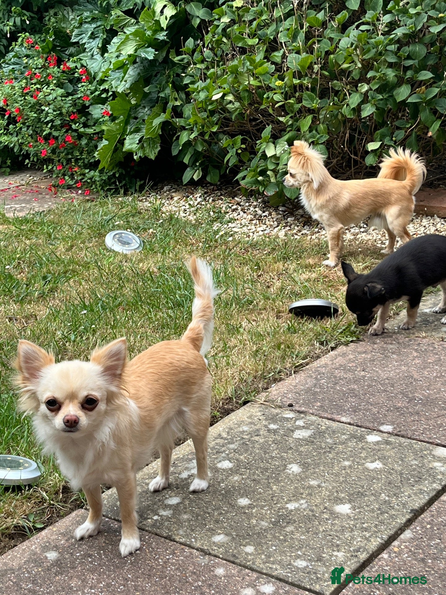 Chihuahua dogs Cream long hair male  - Advert 7