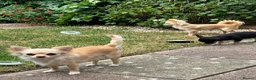 Chihuahua dogs for sale: Cream long hair male  in Gosport - Advert 1