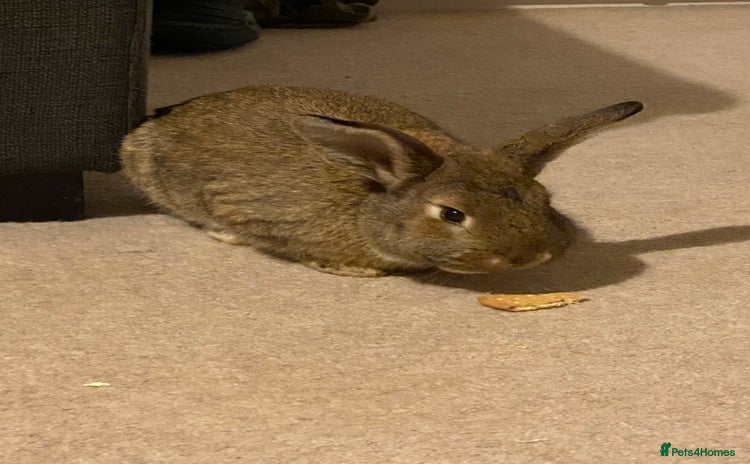 Mixed Breed rabbits Young rabbit - Advert 3