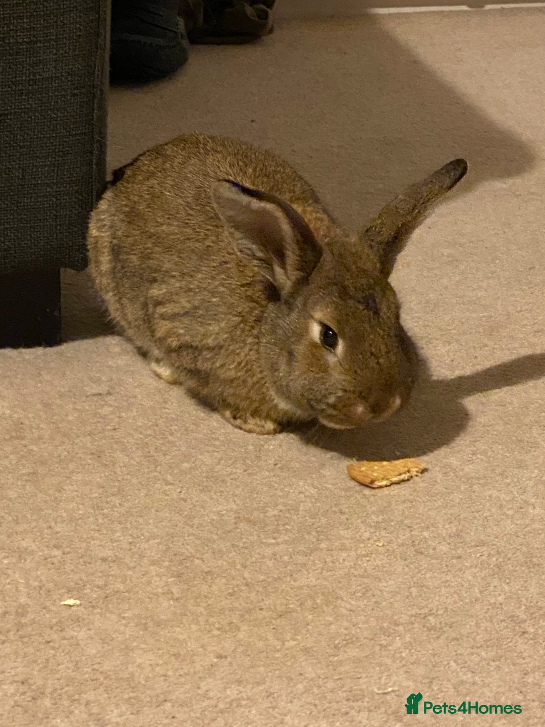 Mixed Breed rabbits for sale: Young rabbit - Advert 1