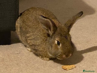 Mixed Breed rabbits Young rabbit - Advert 2