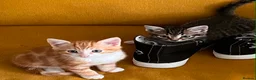 Mixed Breed cats for sale: 3 Gorgeous female kittens - Advert 2
