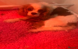 Cavapoo dogs for sale: F1 Cavapoo Girls - Image 1