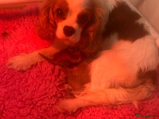 Cavapoo dogs - Advert 1