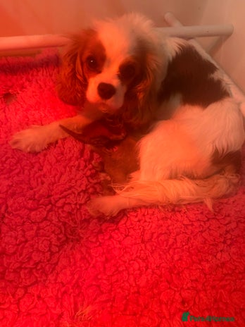 Cavapoo dogs - Advert 1