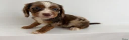 Cocker Spaniel dogs for sale: Cocker spaniel supplies for sale - Advert 6