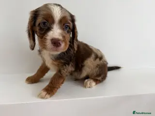 Cocker Spaniel dogs Cocker spaniel puppies - Advert 7