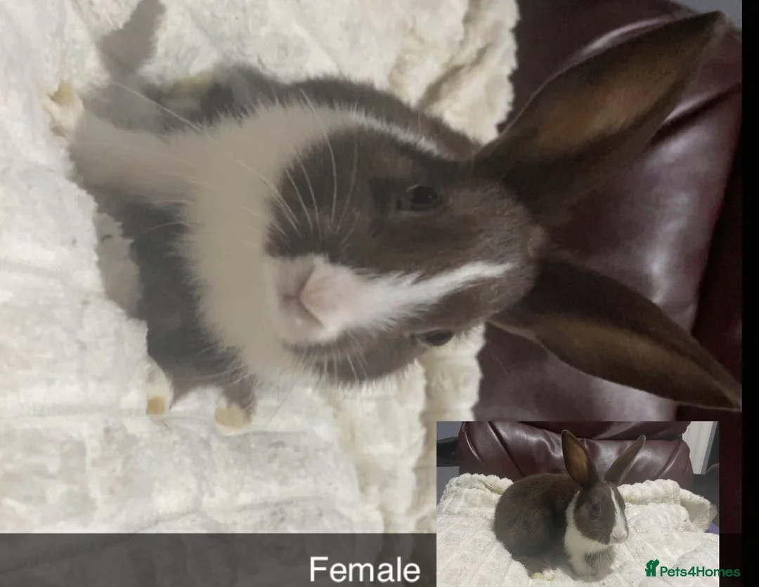 Mixed Breed rabbits for sale: Dutch x mini lion head rabbits  in Liverpool - Advert 2