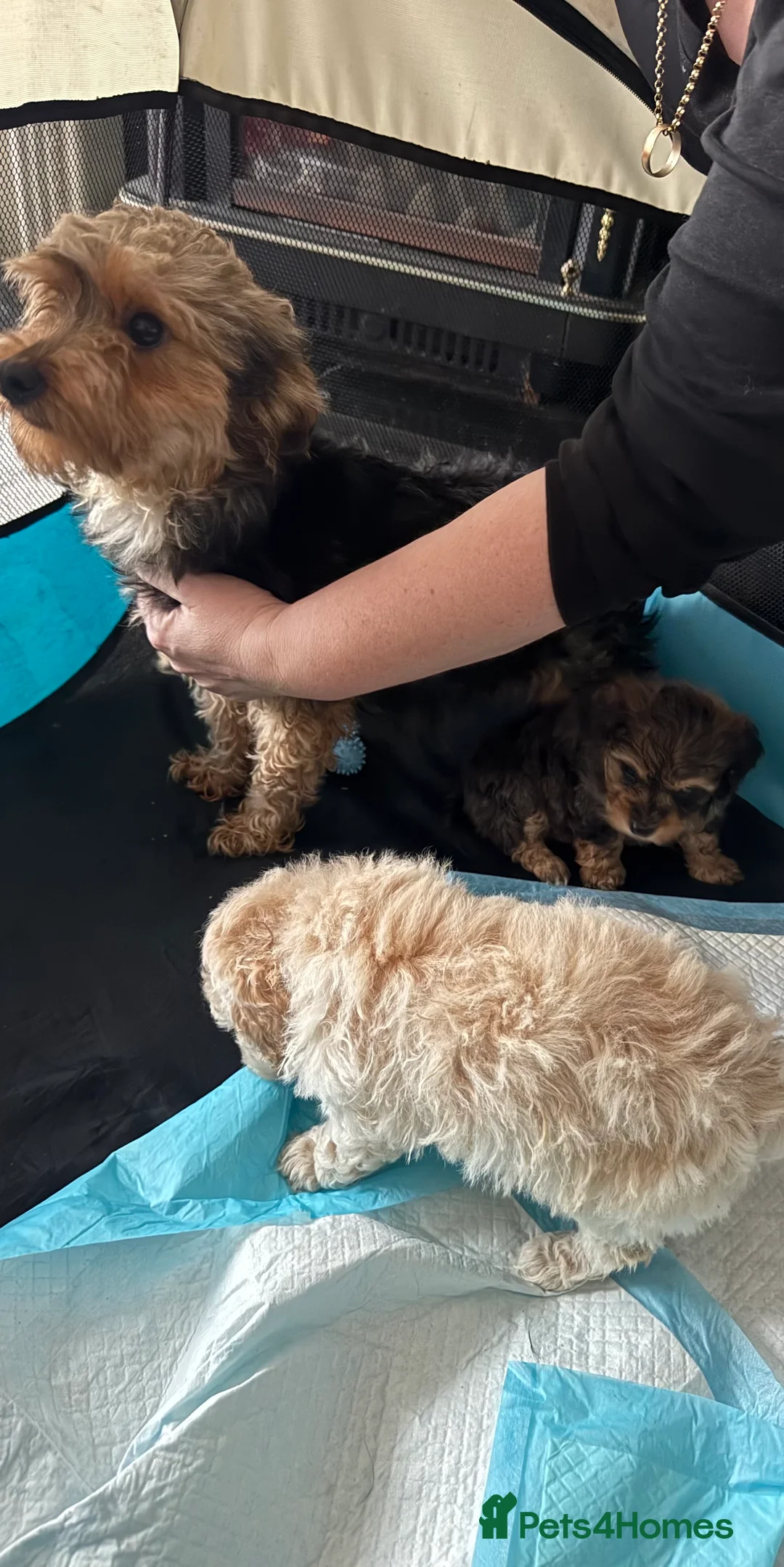 Yorkiepoo dogs for sale: Beautiful boy - Advert 2