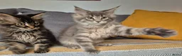 Maine Coon cats for sale: Maine coon kittens  - Advert 5