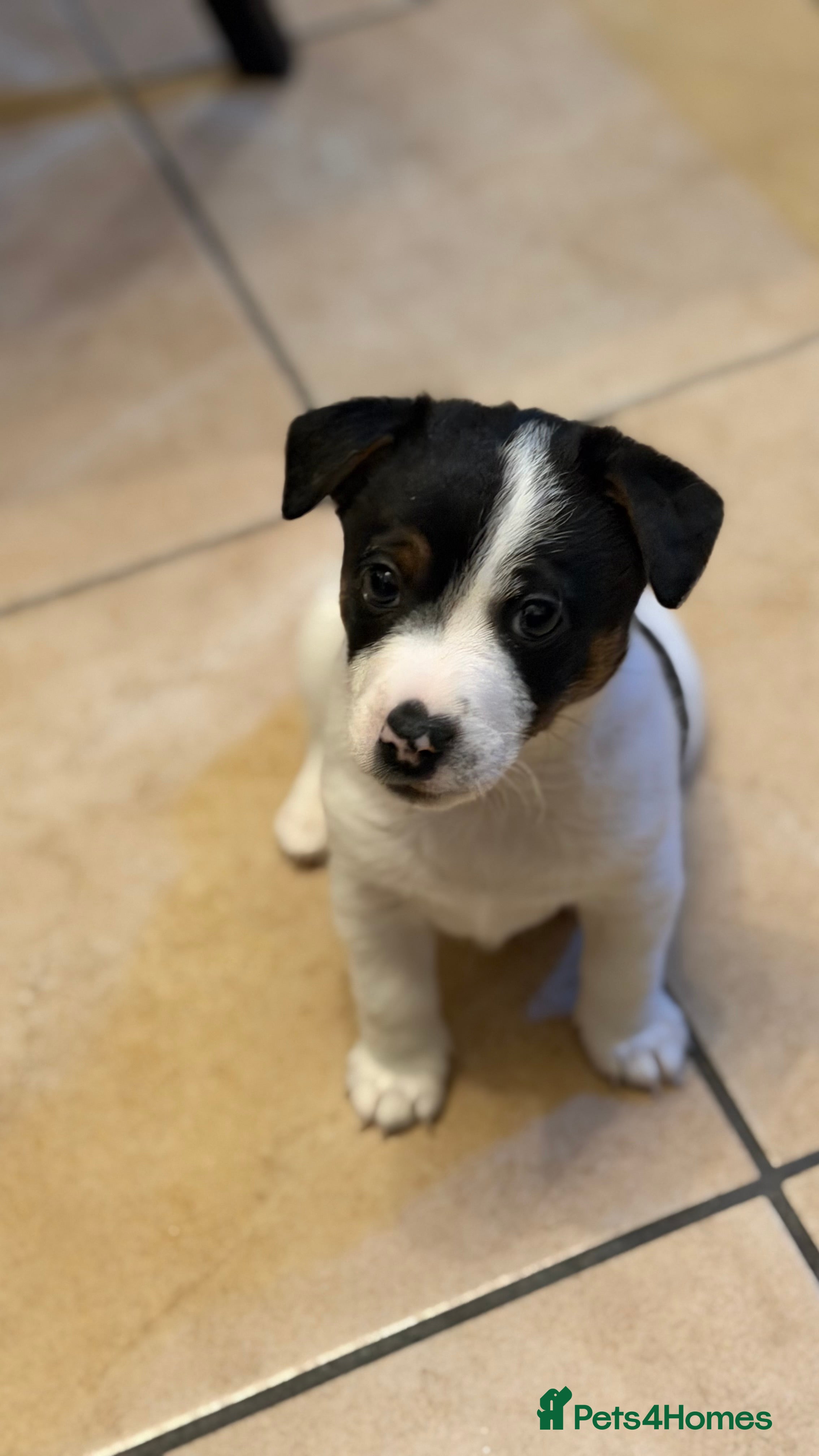 Jack Russell dogs Male/female Jack Russell  - Advert 1