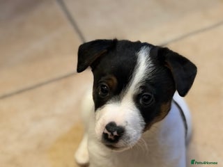 Jack Russell dogs Male Jack Russell - Advert 1