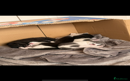Mixed Breed cats for sale: kittens ready for their new homes  - Image 8