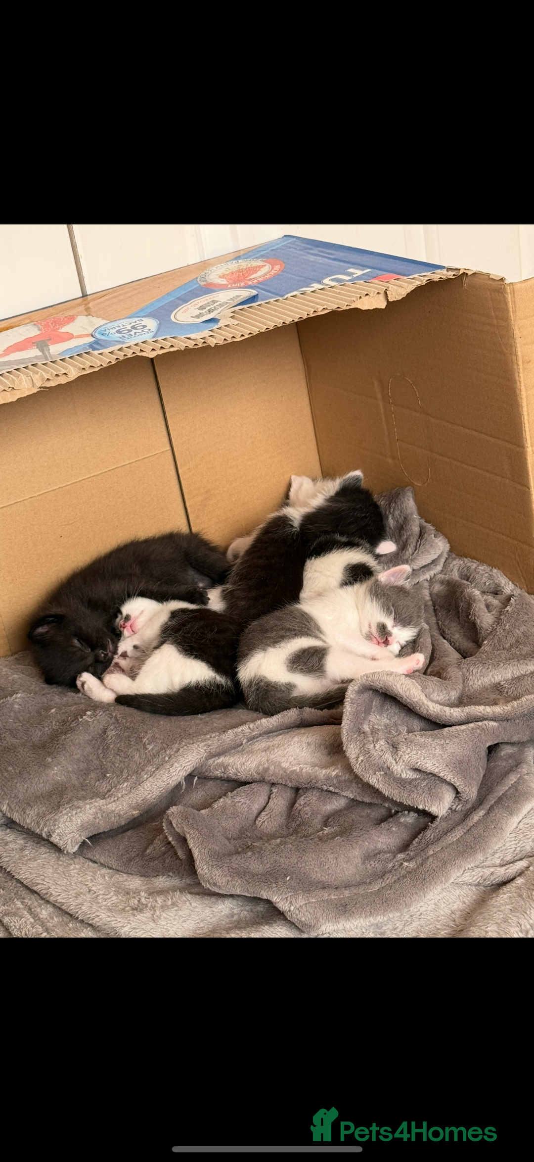 Mixed Breed cats for sale: kittens ready for their new homes  - Image 8