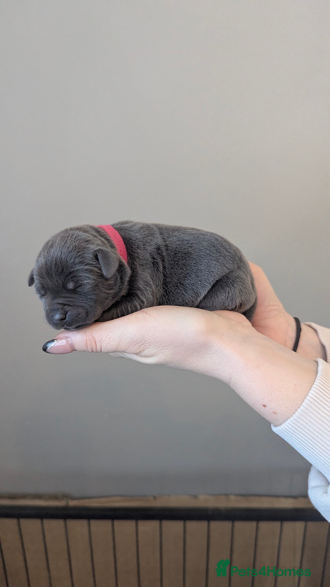 Staffordshire Bull Terrier dogs for sale: Beautiful KC reg Staffordshire bull terriers - Advert 29