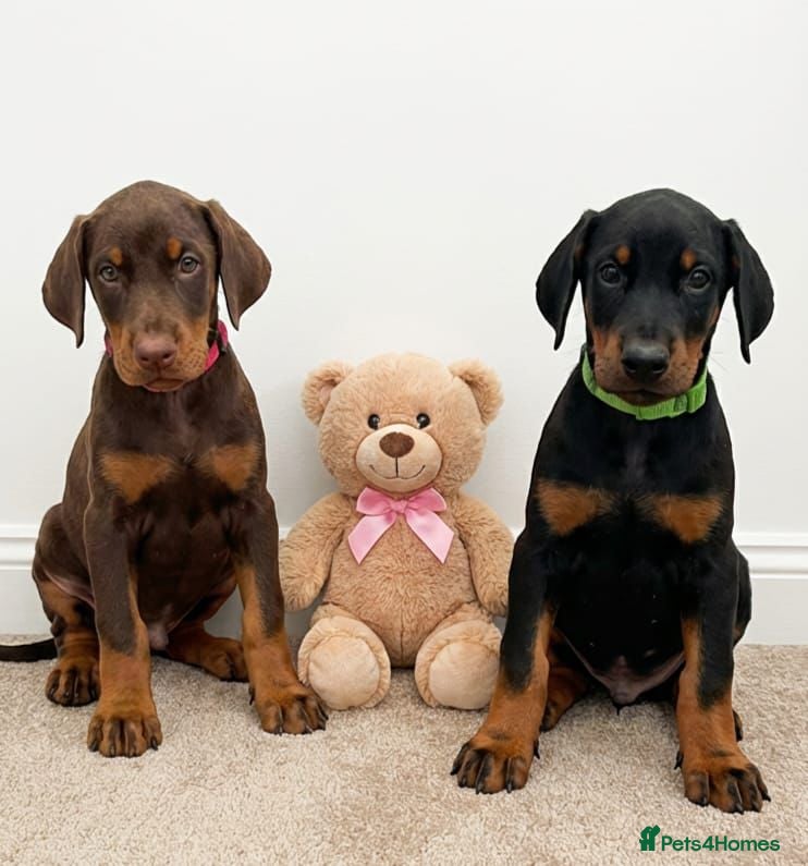 Dobermann dogs RKC Dobermann Puppies  - Advert 16