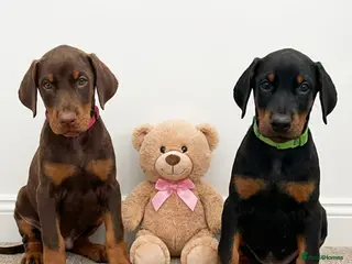Dobermann dogs RKC Dobermann Puppies - Advert 16