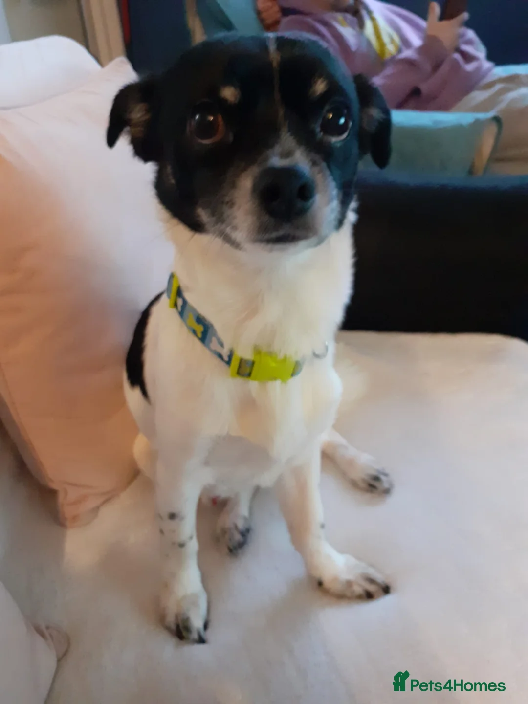Mixed Breed dogs for sale: Jack Russell x chihuahua  - Advert 3