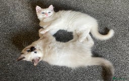 Ragdoll cats for sale: Ragdoll adults Purebred pedigree 5 generations  - Image 15
