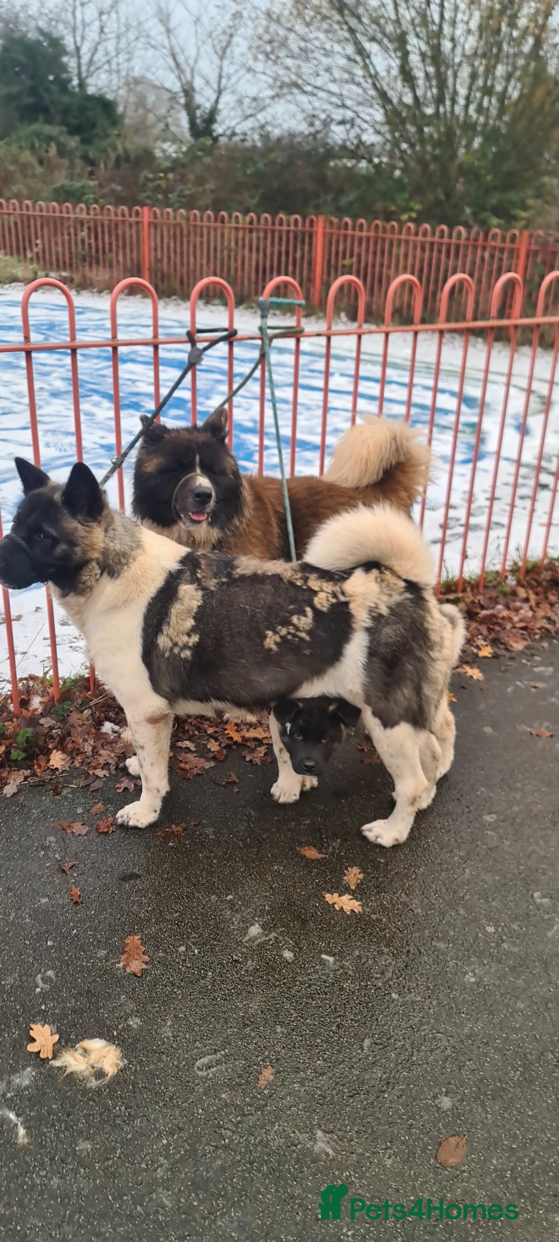 Akita dogs American akita pair husband/wife - Advert 2