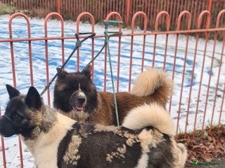 Akita dogs American akita pair husband/wife - Advert 1
