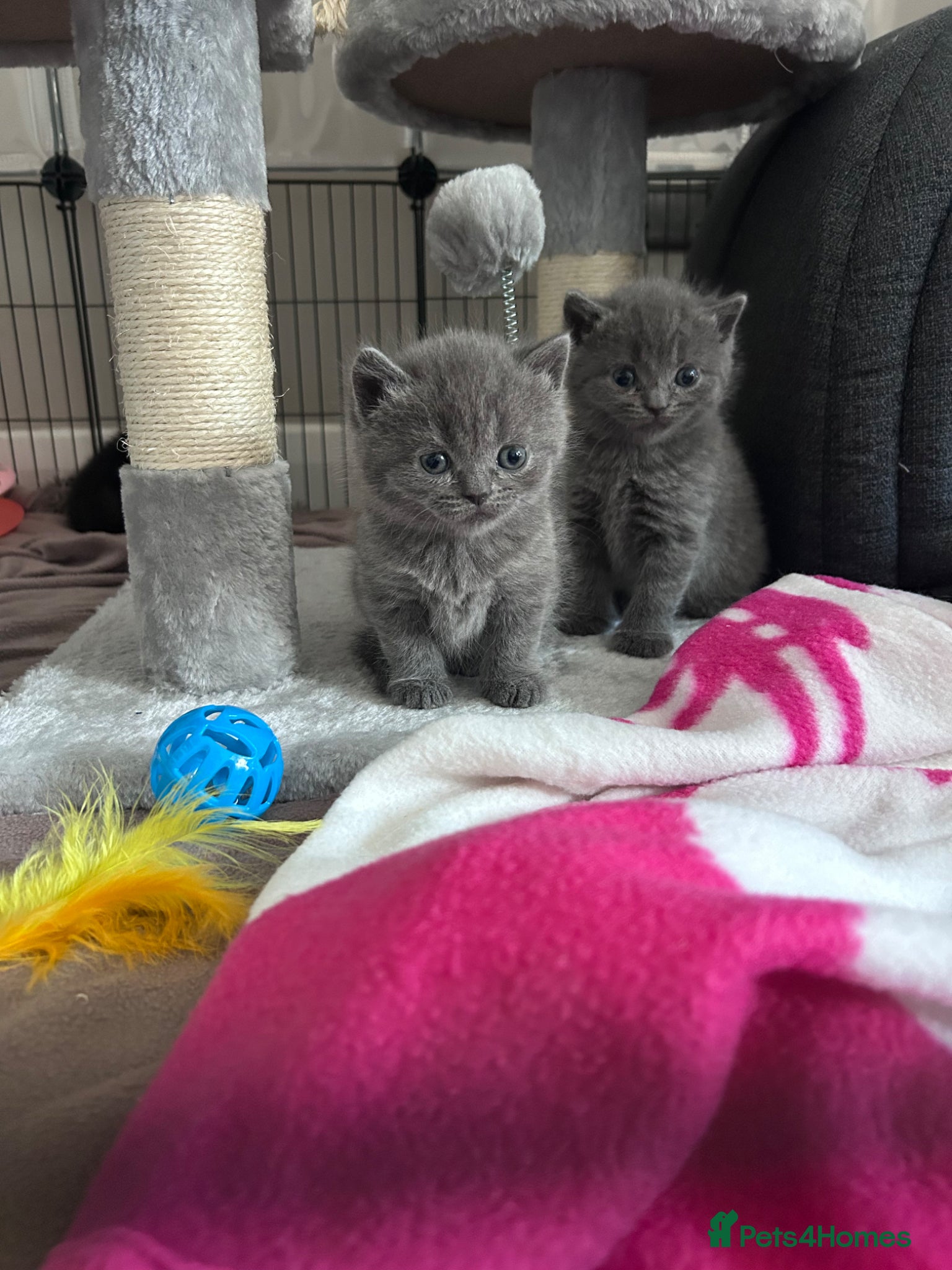 British Shorthair cats for sale: 5 British shorthair kittens  - Advert 21