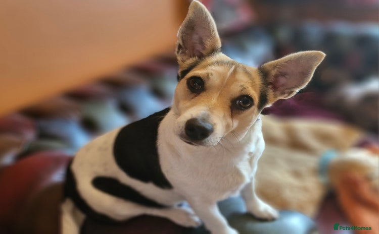 Jack Russell dogs - Advert 5