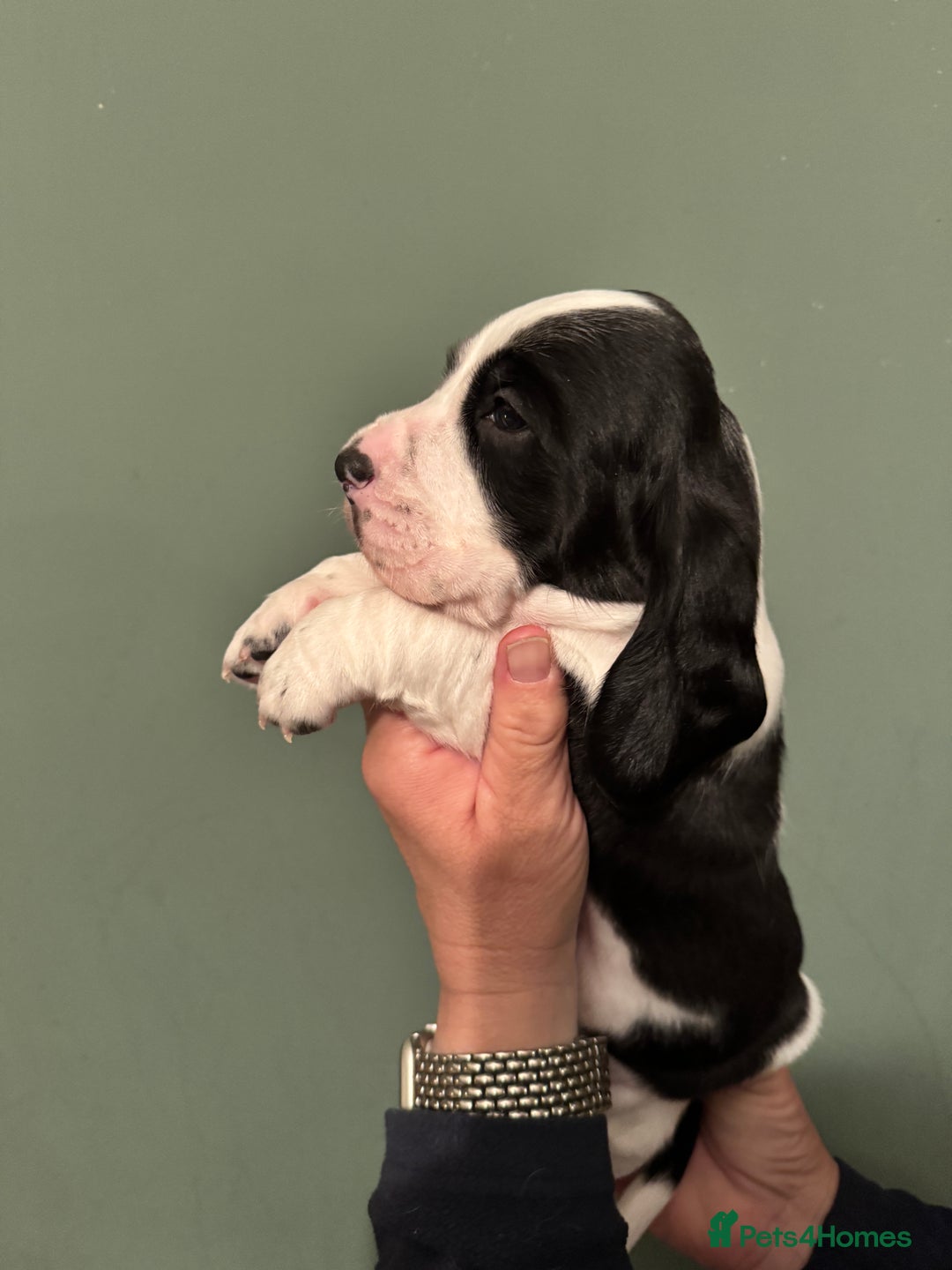 Mixed Breed dogs for sale: Basset x cocker puppies - Image 2