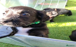 Mixed Breed dogs for sale: READY!! Sprocker jack pups + free bag in Hereford - Image 33