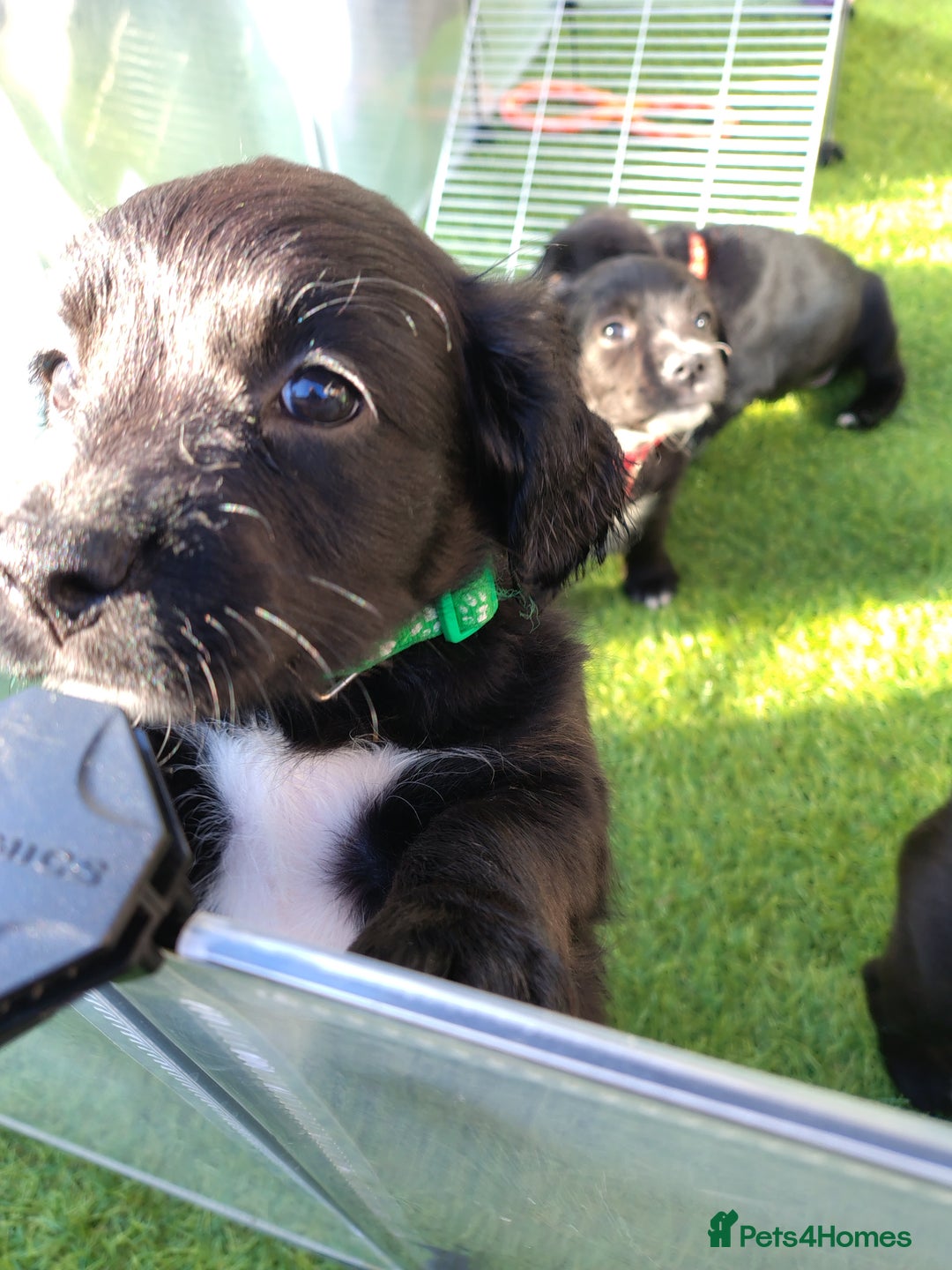 Mixed Breed dogs for sale: READY!! Sprocker jack pups + free bag in Hereford - Image 33