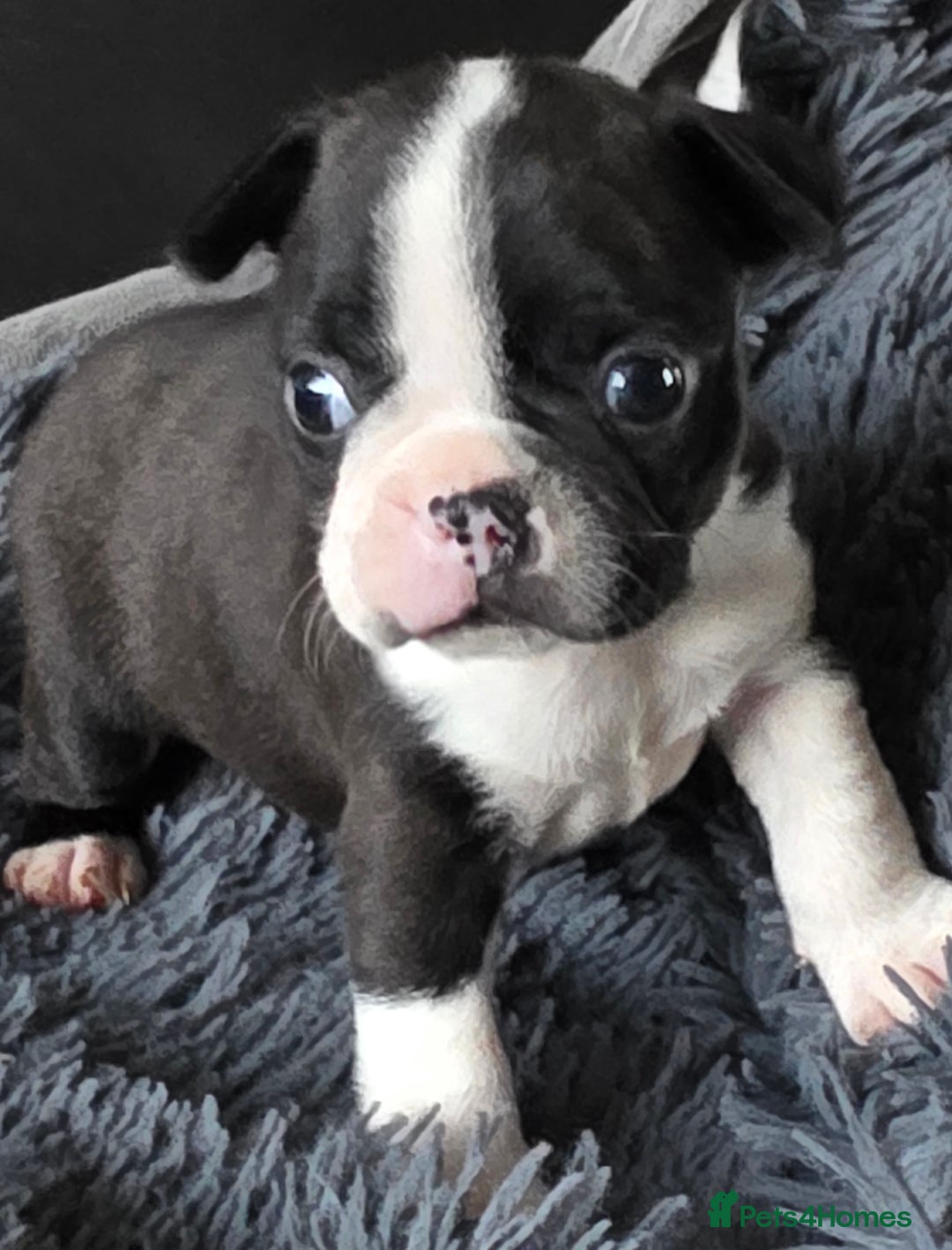 Boston Terrier dogs for sale: Stunning KC Reg Boston Terrier last girl left - Advert 12