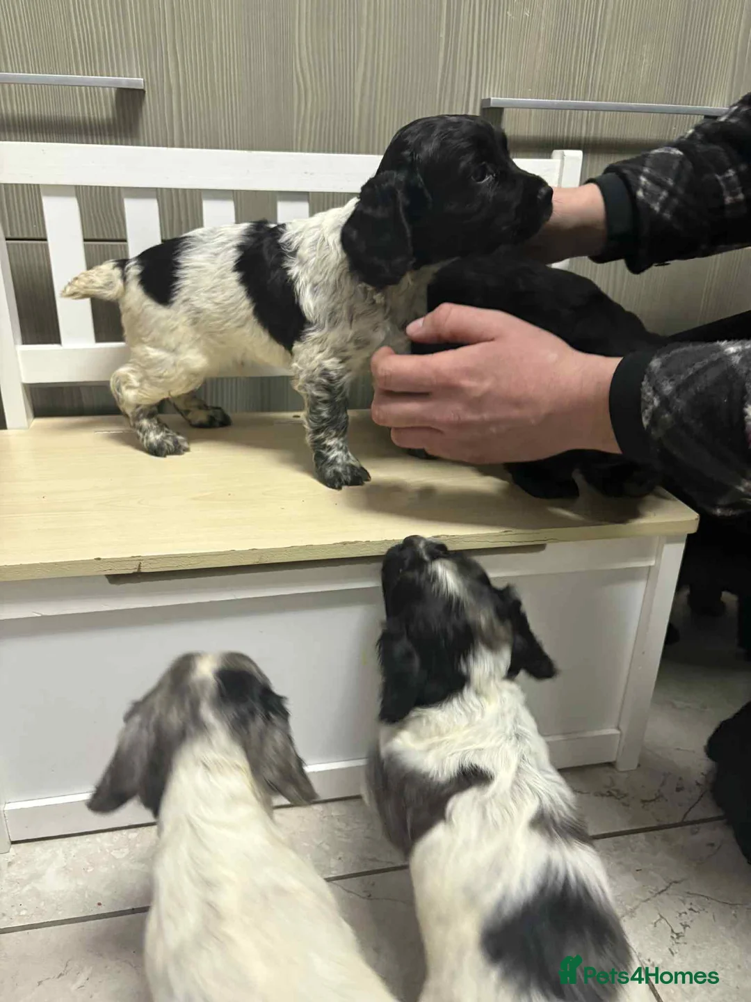 Sprocker dogs for sale: 7 Sprocker spaniels - Advert 16