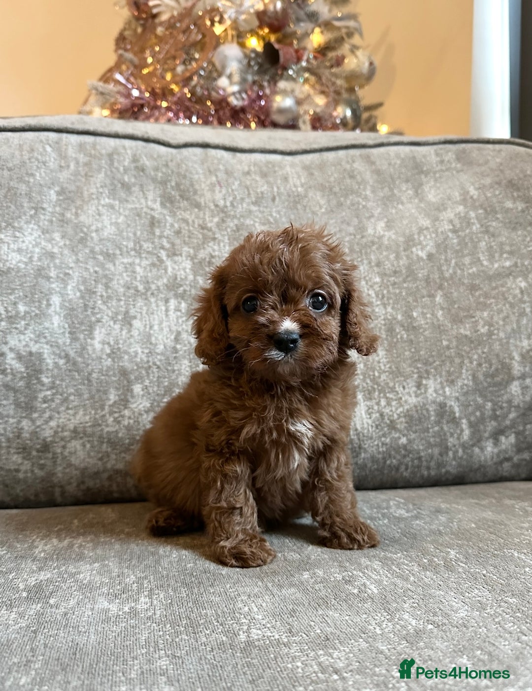 Cavapoo dogs for sale: Beautiful red cavapoos - Advert 11