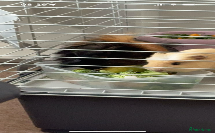 Guinea Pig rodents - Advert 5