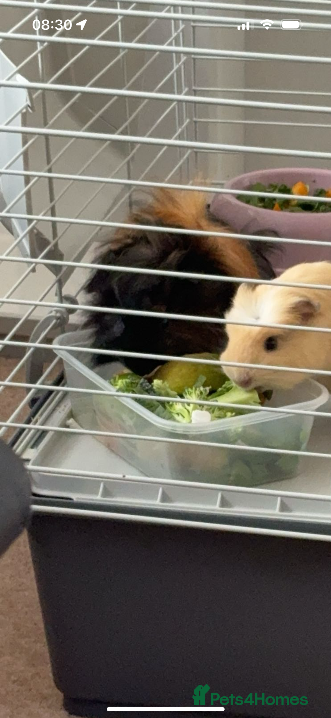 Guinea Pig rodents for sale: 2 gorgeous male guinea pigs  - Image 1
