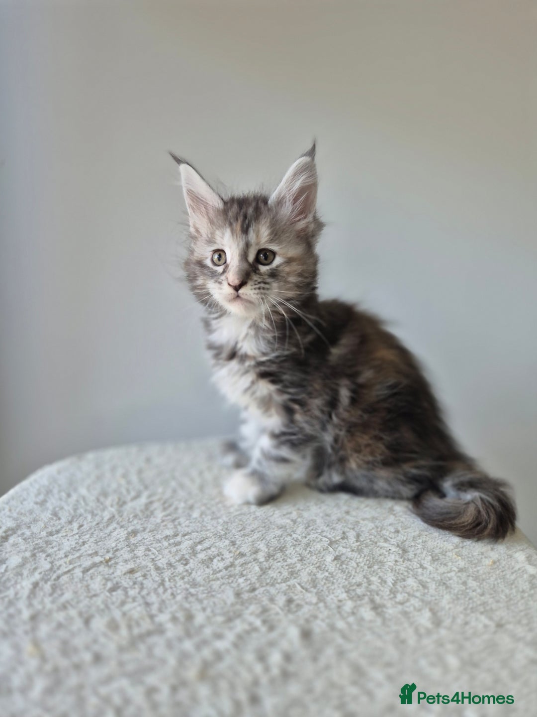 Maine Coon cats for sale: 6 TICA-Registered Maine Coon Kittens Available - Image 8