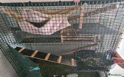 Chinchilla rodents for sale: Chinchilla boy for sale - Image 1